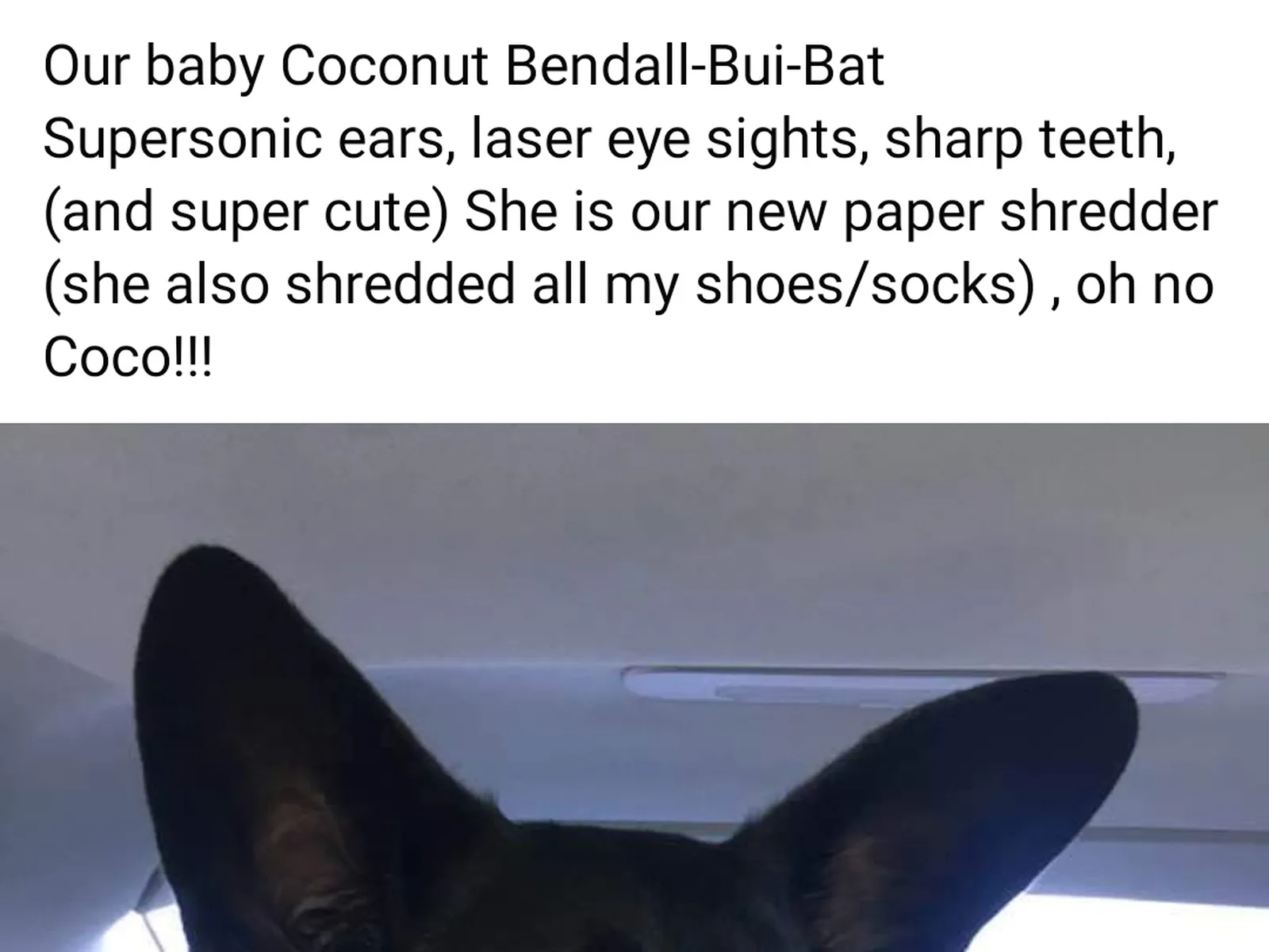 Malinois Puppy Growth Chart: Month by Month Size and Milestones